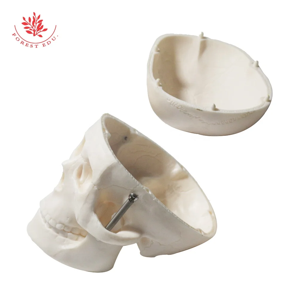 Mini Human Skull Bone Model Medical Science Anatomical Head Bone Medical Skeleton Model