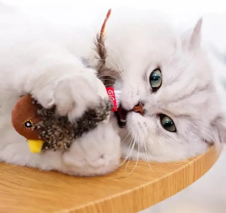 Cat Toys for Indoor Cats, Door Hanging Automatic Chirping Bird & Mouse Kitty Toy, Interactive Feather Kitten Teaser Toy