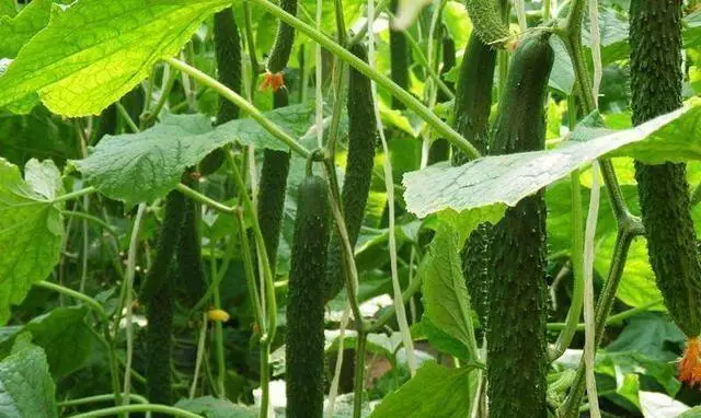 Травяной экстракт огурца порошок
