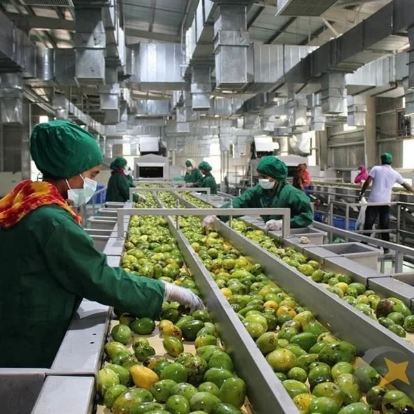 mango juice production line/Mango processing plant