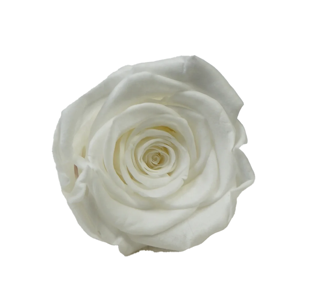 UKIQUEEN Wholesale 3-4CM Grade-A Preserved Roses Head Immortal Eternal Roses Real Forever Roses Preservada Eternelle Rosas