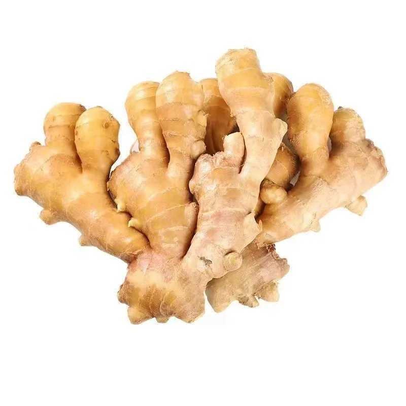 new crop Fresh Elephant Ginger From  fresh fat ginger supplier from China xuanyi company