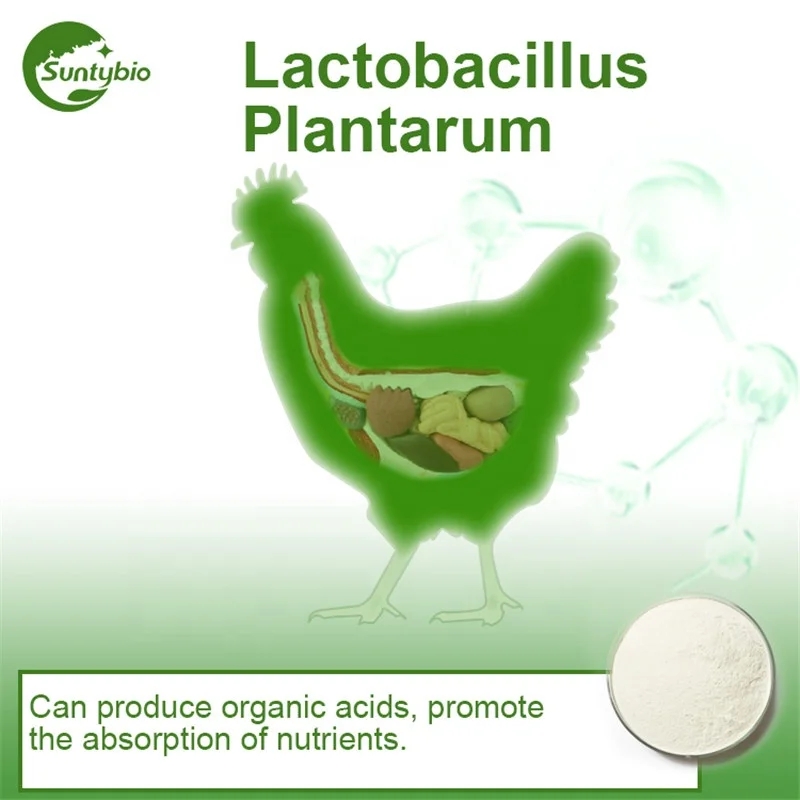 Animal Probiotics lactobacillus plantarum  from China