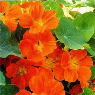 
Wholesale Touch Healthy Garden Nasturtium Flower Seeds for Planting 