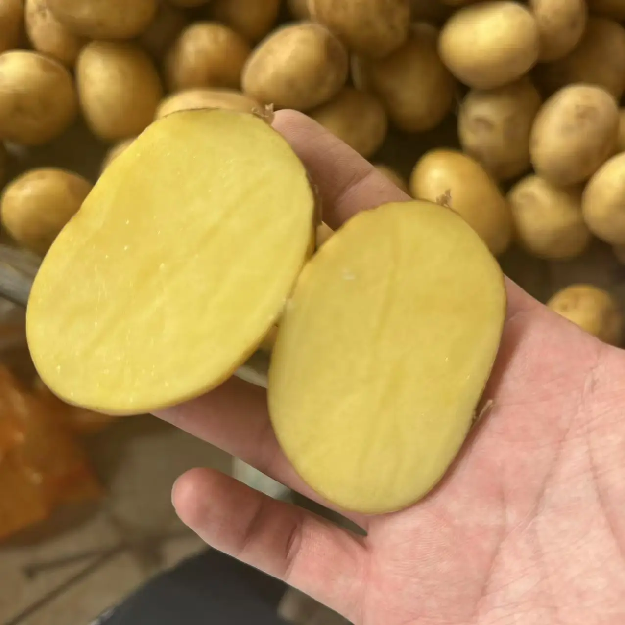 China Fresh Potato Best Quality Holland Yellow Potatoes Wholesale Price cacahuete