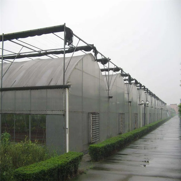
Galvanized steel Frame Single span PE Film greenhouse for Agriculture Low cost Tunnel greenhouse for flowers plant 