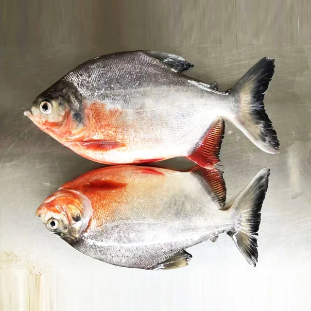 Wholesale Products China Live Catfish