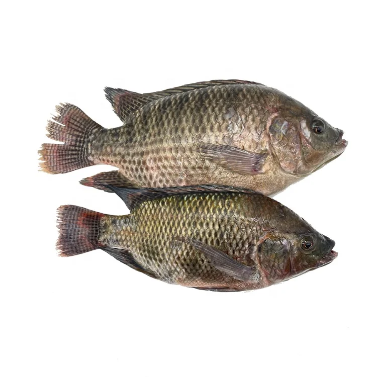 Selling Kosher Fish Tilapia Fish for Food