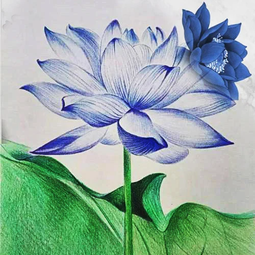 
Natural Base Planting Pesticide Free Chinese Herb Dried Blue Lotus Flower Lan Lianhua 