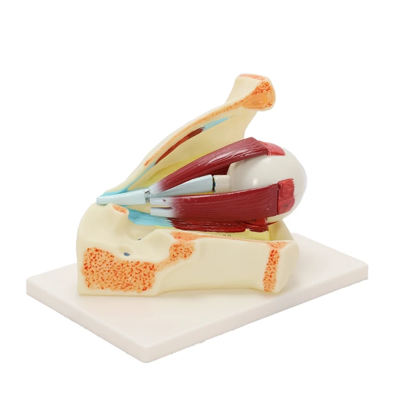 eye and orbit magnification model Eye extraocular muscle model for medical teaching