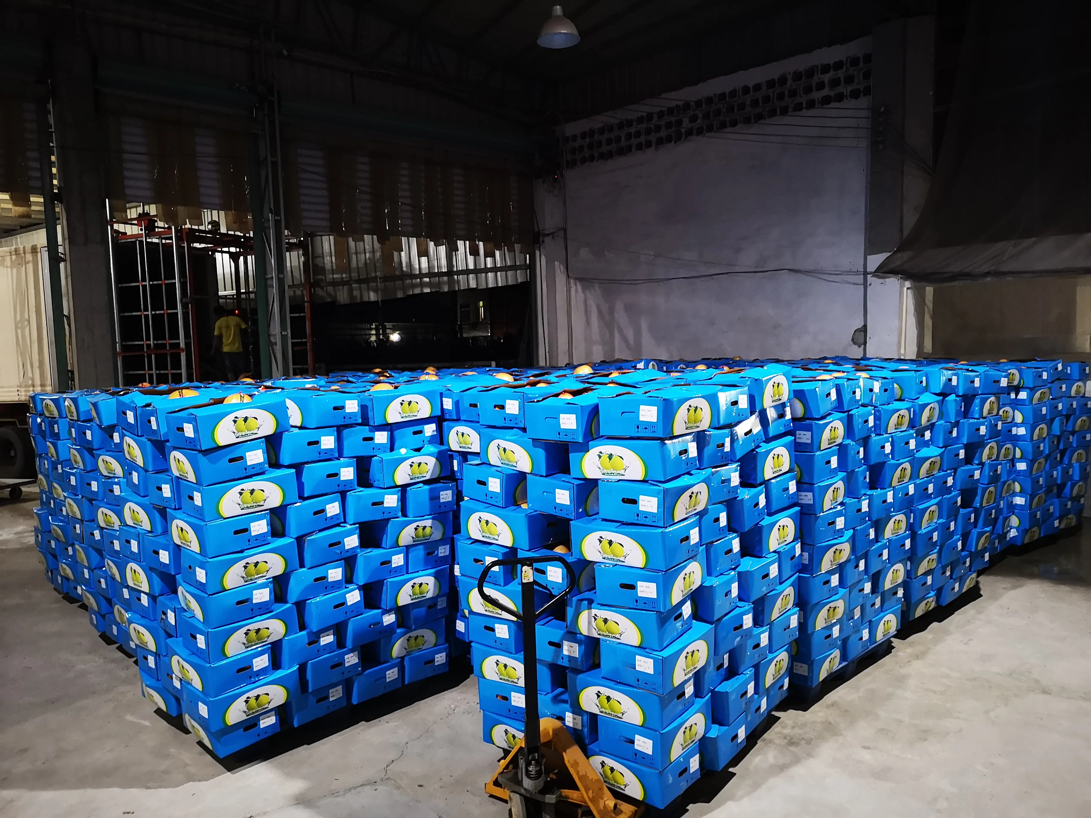 Fresh pomelo new harvest delicious fruits grapefruit for export from China good quality pomelo