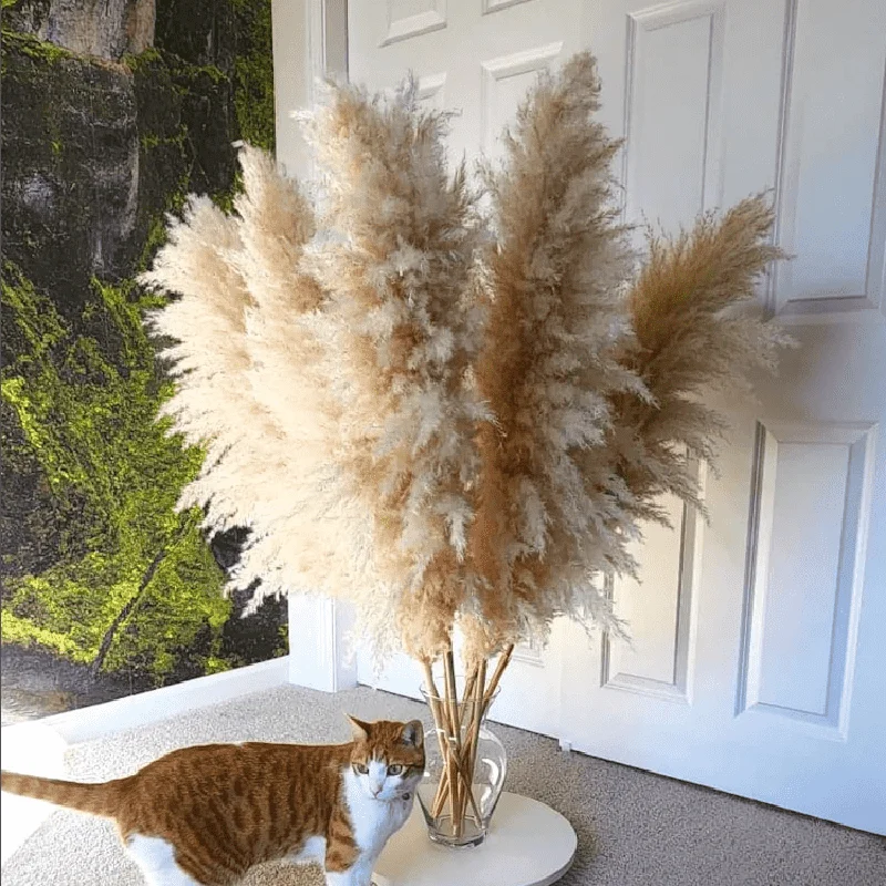 Dried Pampass Grass Decor Preserved Flowers Dried Natural Pampas Grass Flowers For Wedding Party Decoration