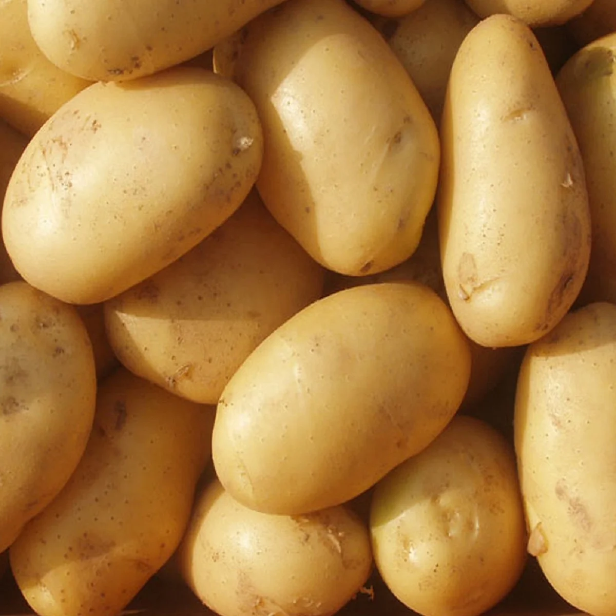 Holland Organic Fresh Potatoes in wholesale rate
