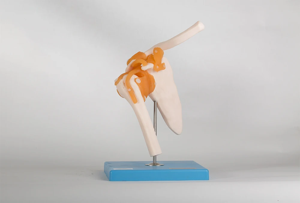 Medical Science Models Shoulder Joint Human Skeleton Anatomical  Model GD/A11209/1