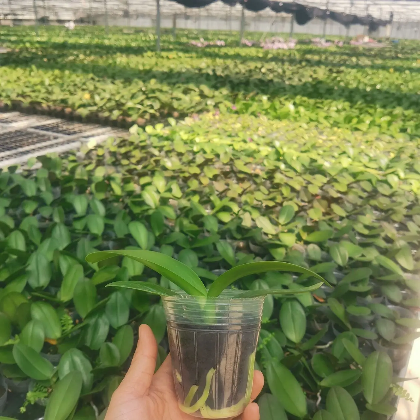 Wholesale for Horticultural planting Flower culture garden Peat soil