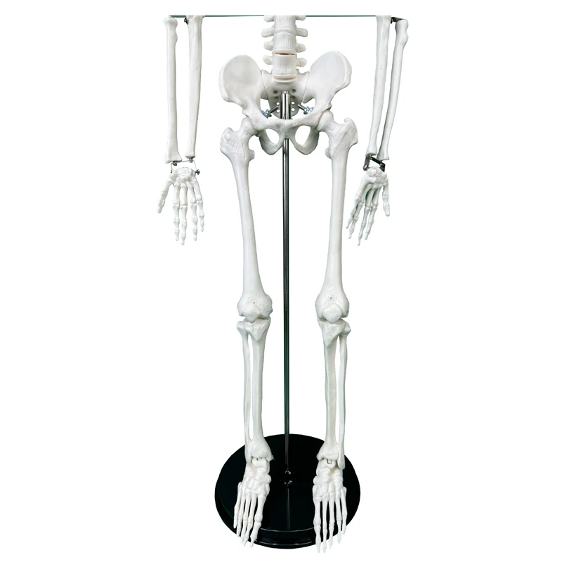 Medical Human skeleton Model