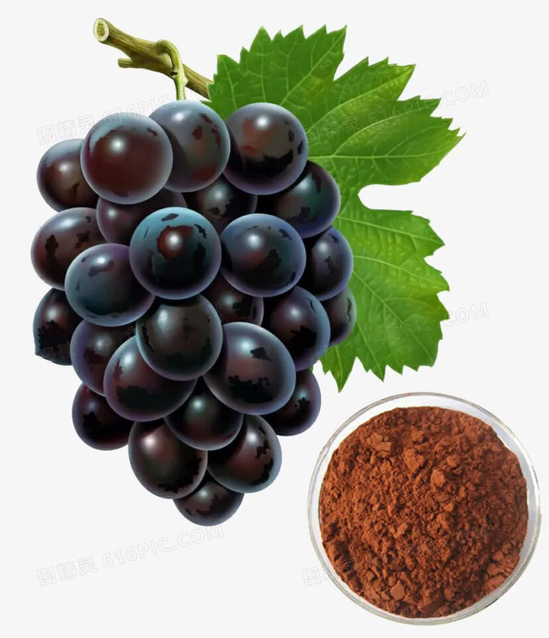 High Quality Procyanidin OPC Grape Seed Extract 95%98% Proanthocyanidins