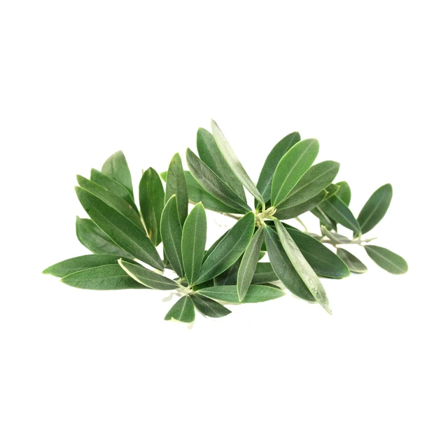 High Quality Olive Leaf Extract Oleuropein 20% 40%