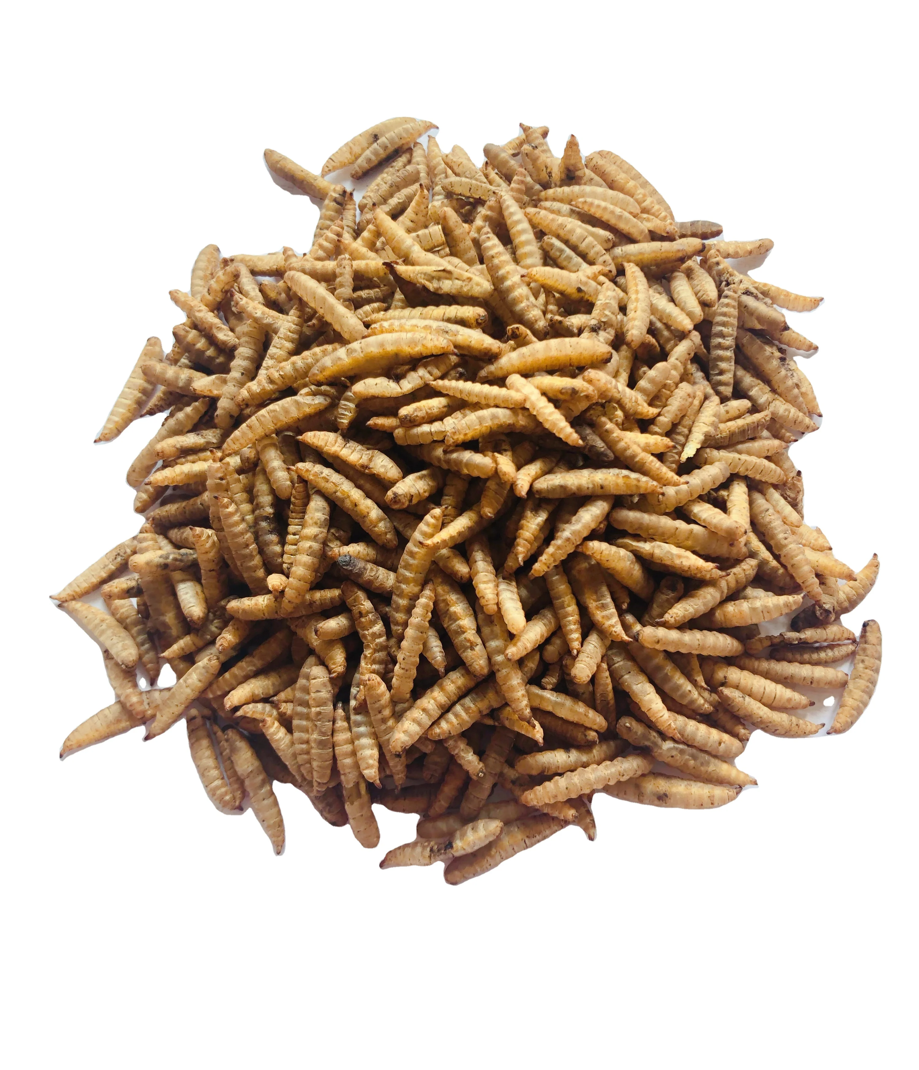 black soldier fly larvae,black soldier fly meal,black soldier fly dried