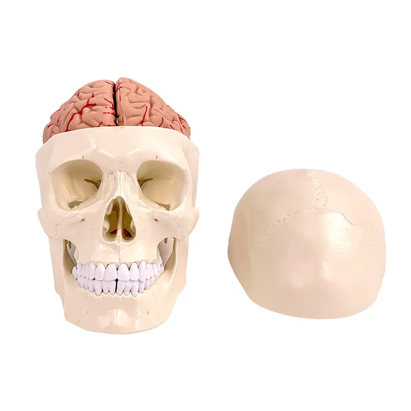 plastic skull medical teaching model Plastic anatomical skull model