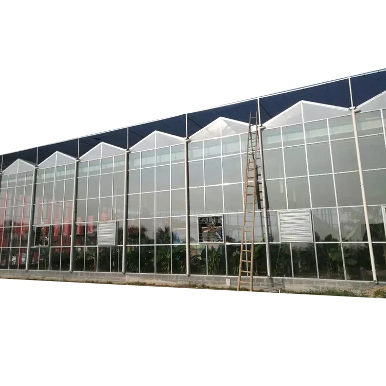 Complete glass agricultural greenhouse with tomato hydroponic growing system