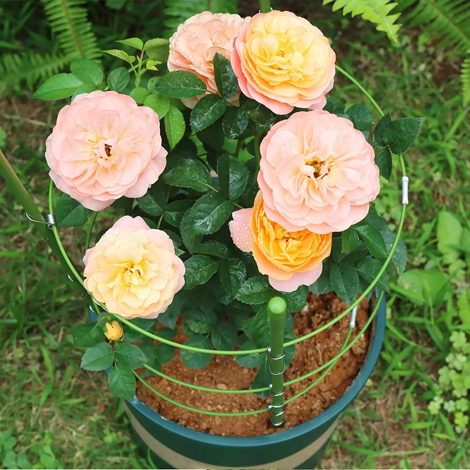 3 Rings Garden Plant Climbing Sticks Garden Trellis Flower Support Tomato Cages Stand