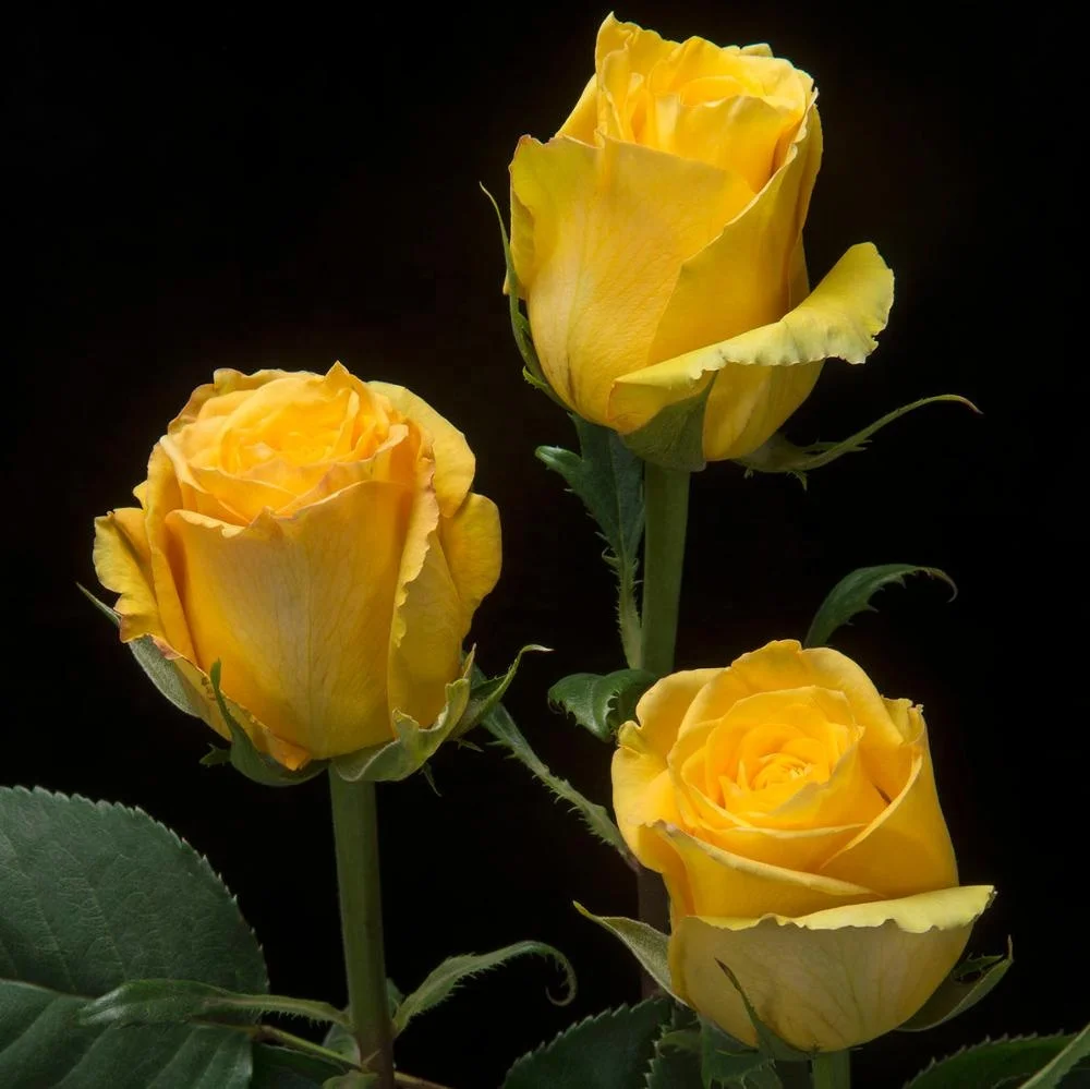 Жёлтый свежий цветок розы из страны