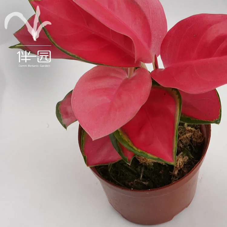  Оптовая поставка бонсай Aglaonema комнатные высококачественные натуральные декоративные растения