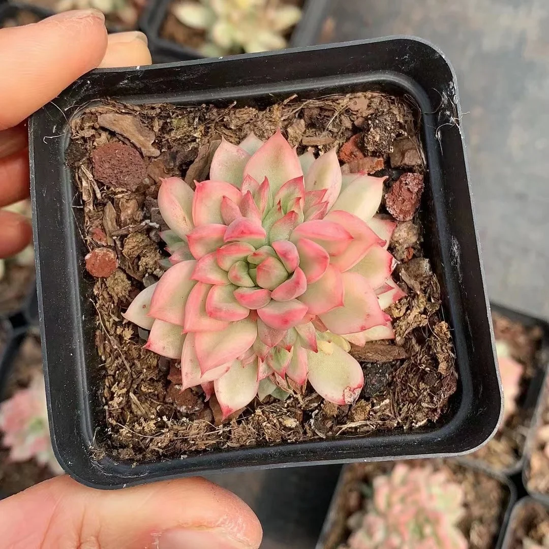 
Wholesale succulent natural plant 