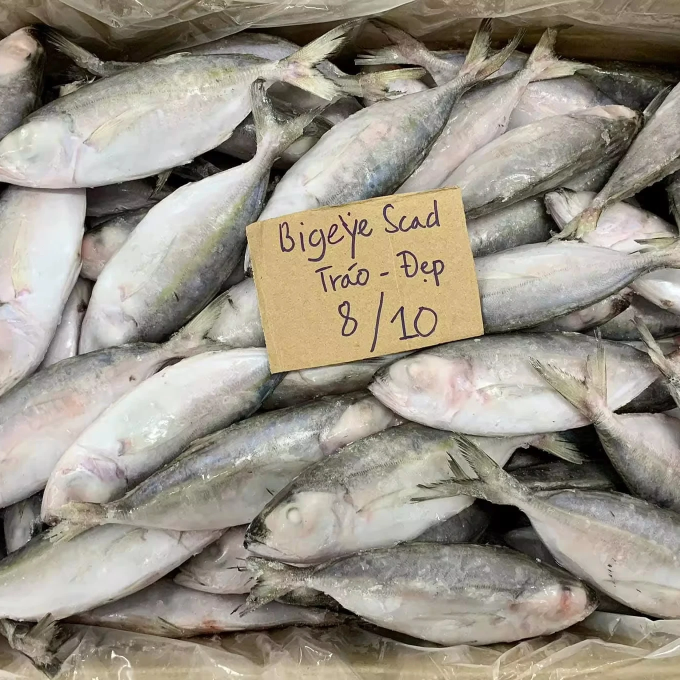 Top Selling Frozen BIG EYES SCAD Whole Round Competitive Price Origin in Vietnam