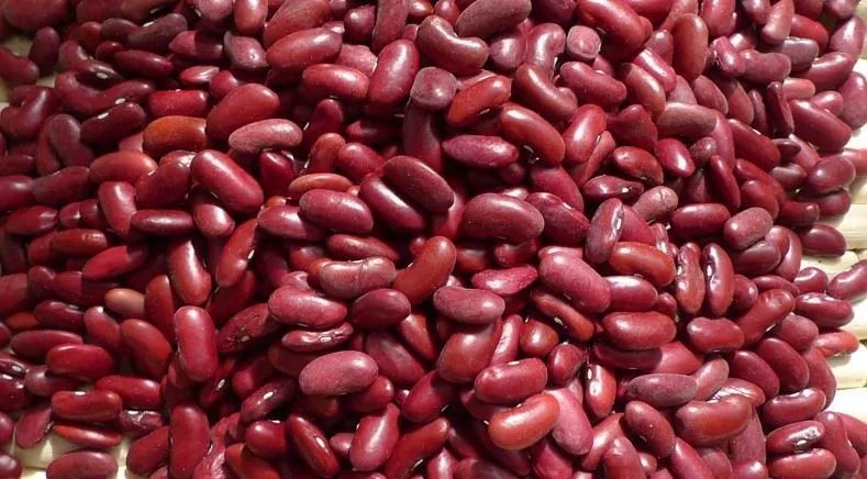
The top quality of new crop2017 Dark Red Kidney Beans/Selected by H.P.S Size:190-210pcs/100g 