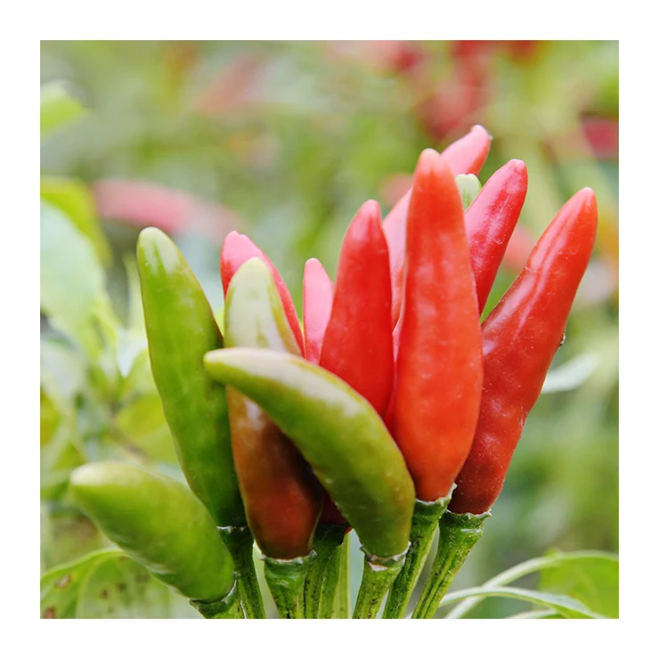 Японские поставщики ароматных ароматических специй, горячий перец, оптовая продажа