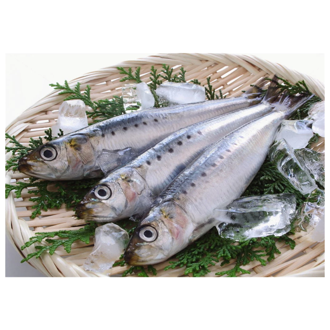 BQF frozen sardine fish block made by fresh fish