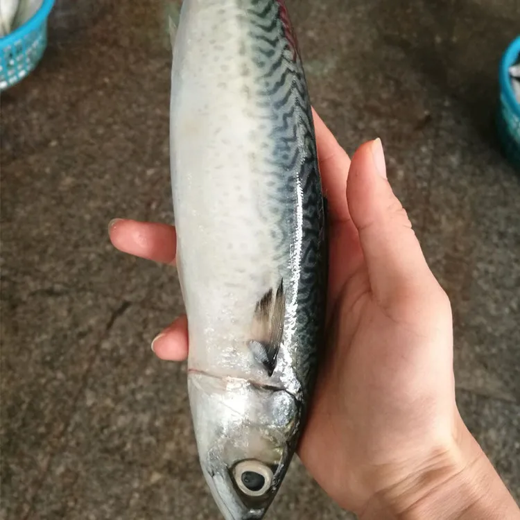 
china exporters frozen fish spanish mackerel 