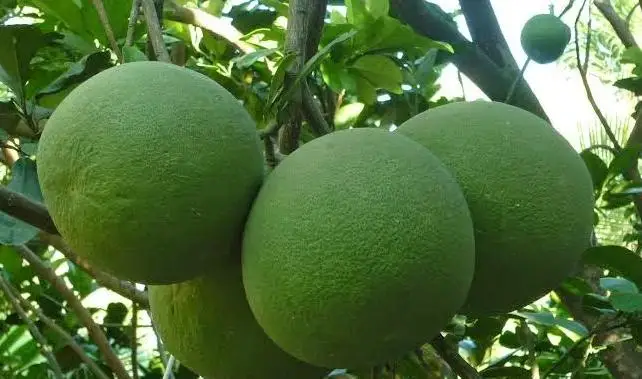 2022 Crop Cheap Price Fresh Pomelo For Export From TW6 Vietnam