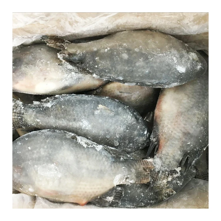 Top Ten Suppliers of Alive Tilapia Fish Frozen Tilapia Whole Round with Competitive Price and Stable Supply
