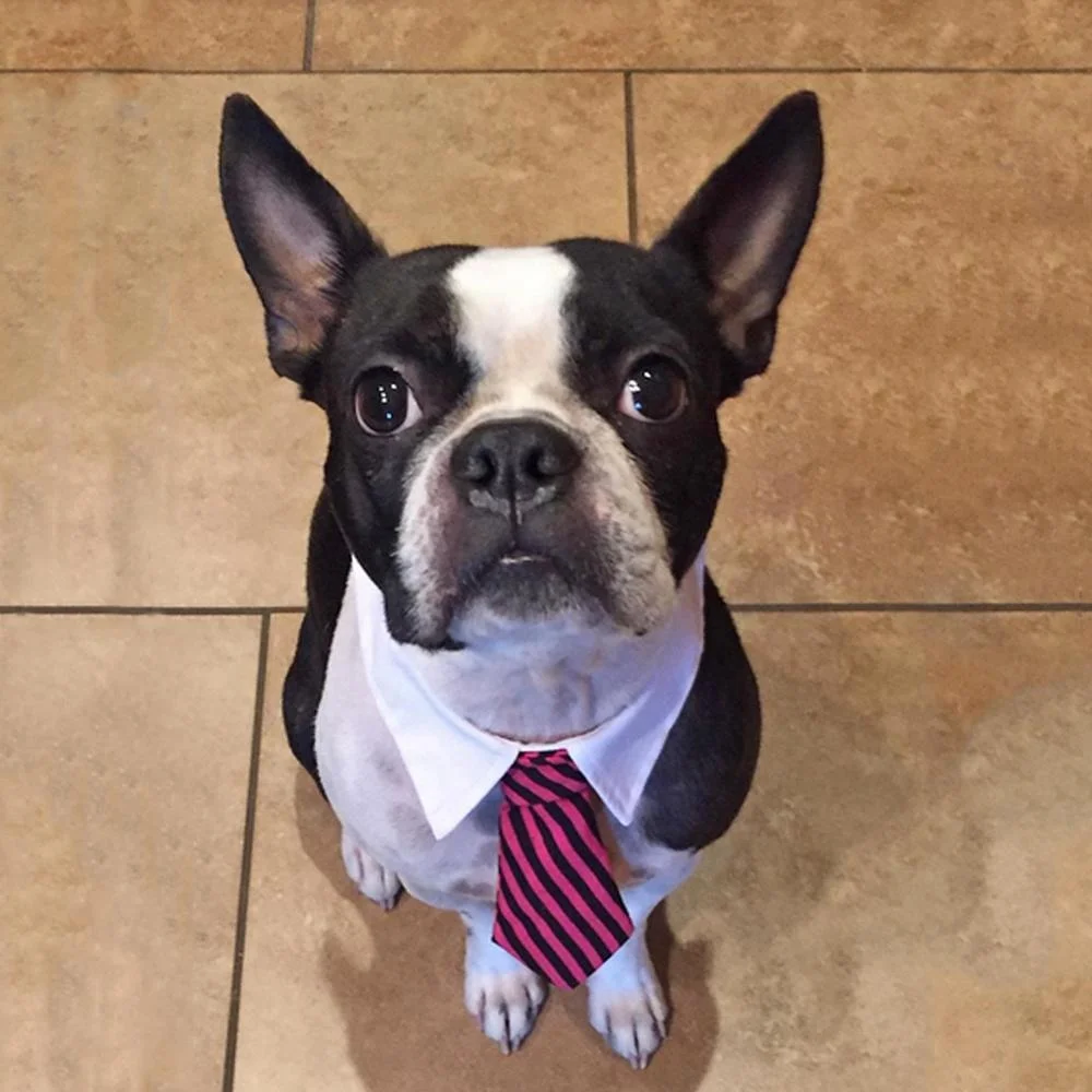 Dog Tie-Pet Striped Tie Dogs Necktie Adjustable Pets Cravat Formal Necktie for Dogs Cats-2 Colors