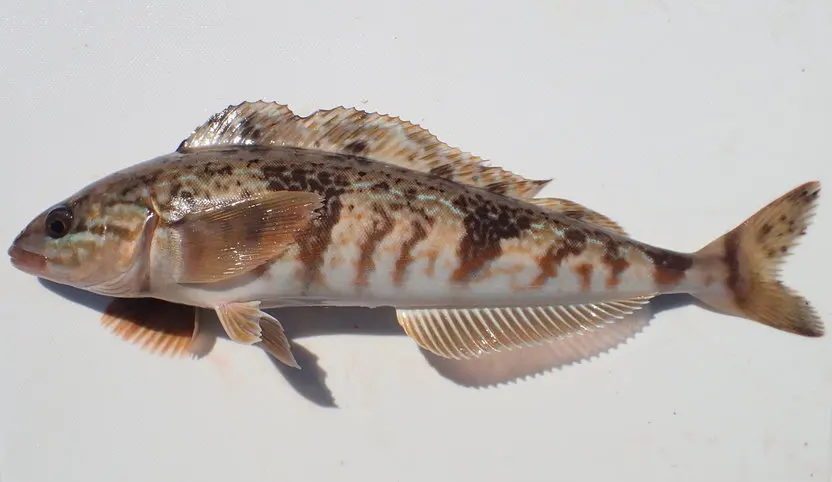  Shandong Ocean Village Food Hot Sale Seafood Frozen Okhotsk Atka Mackerel