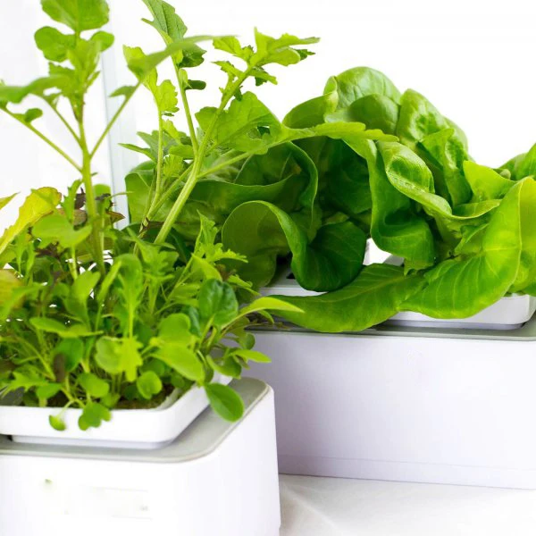 indoor garden smart garden organic hydroponic growing systems mini smart home garden with LED growing light and timer function