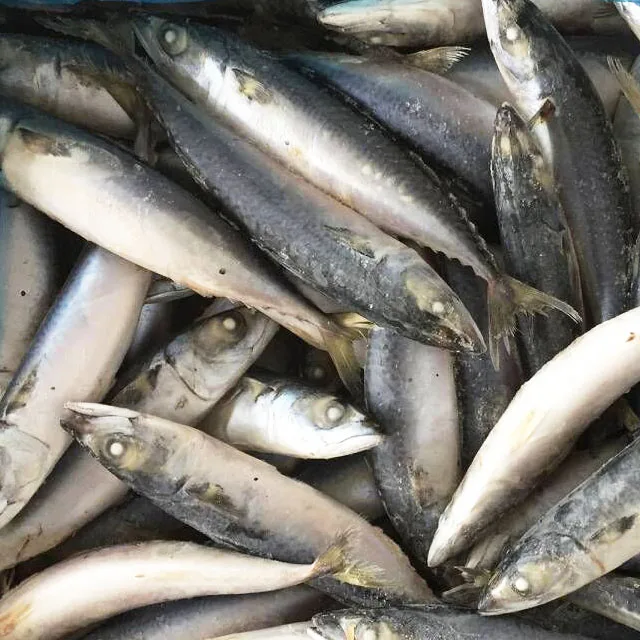 Замороженная скумбрия скомбер скомбрус