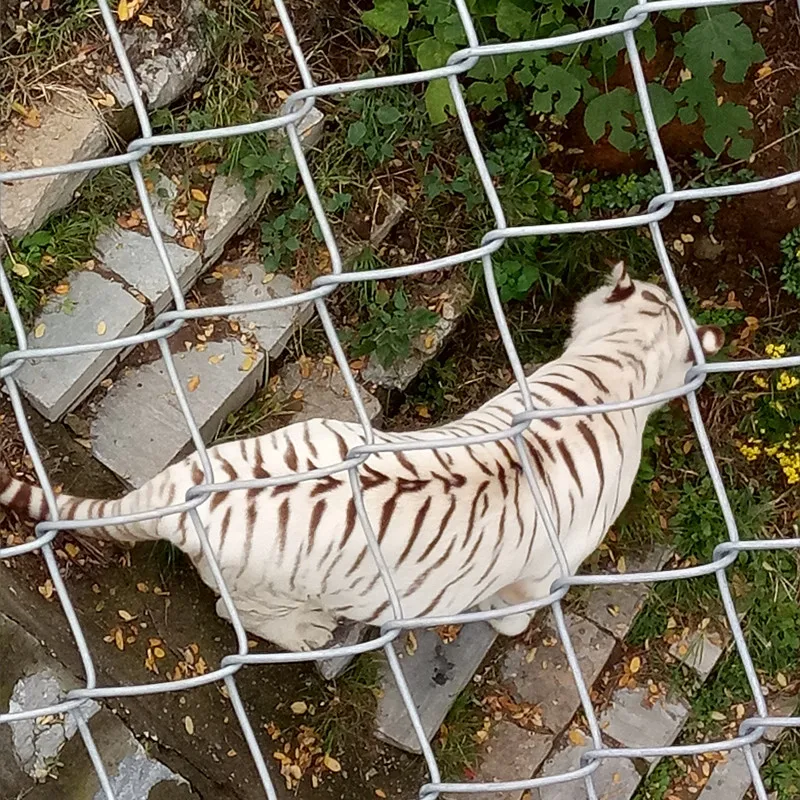 6ft 9 Gauge PVC Coated Galvanized Chain Link Fence Iron Fence Hot Dip Galvanized Animal Security Trellis Wire/Gate Use