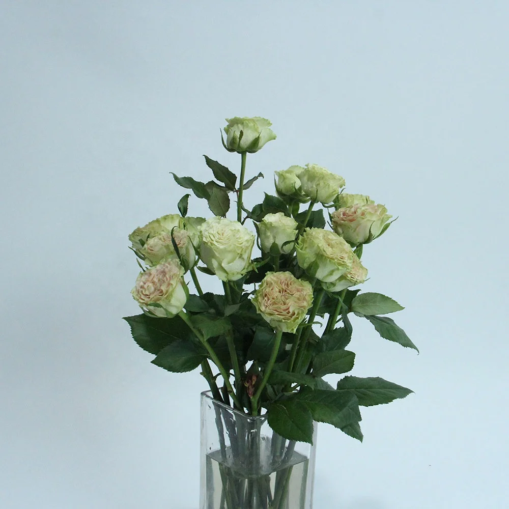 Exported Long Last Real Rose Flower Wholesale Fresh Flower Store Shop for Wedding Home Decoration