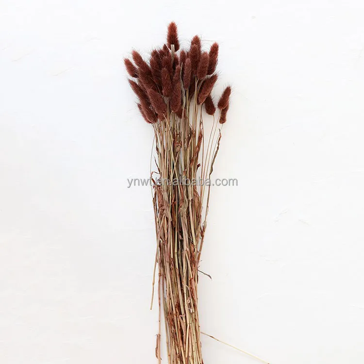 Hot sales home decorative dried pampas grass stems bunny tails dried flowers