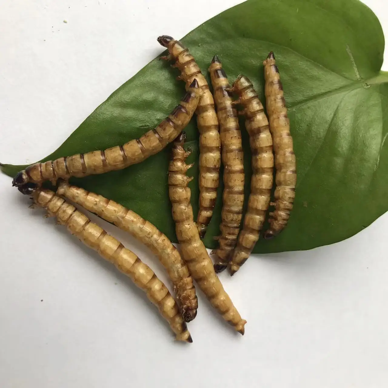 Съедобный суперчервь корм для домашних животных съедобные насекомые сушеный сухая Лига