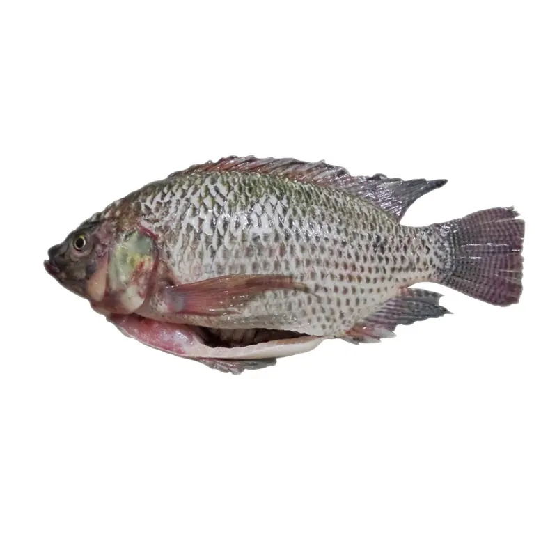 
Frozen Cleaned Gutted Scaled Tilapia 