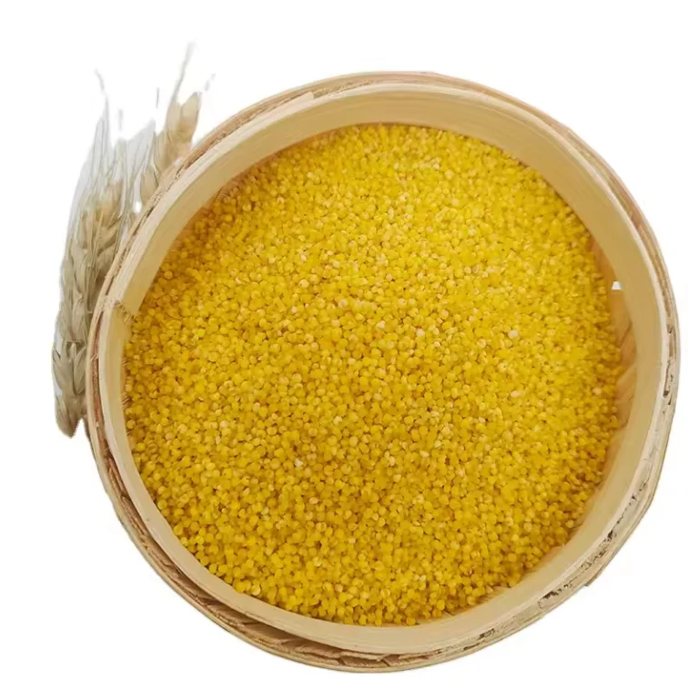 Wholesale Non GMO High Quality Yellow Millet Grain Millet For Porridge