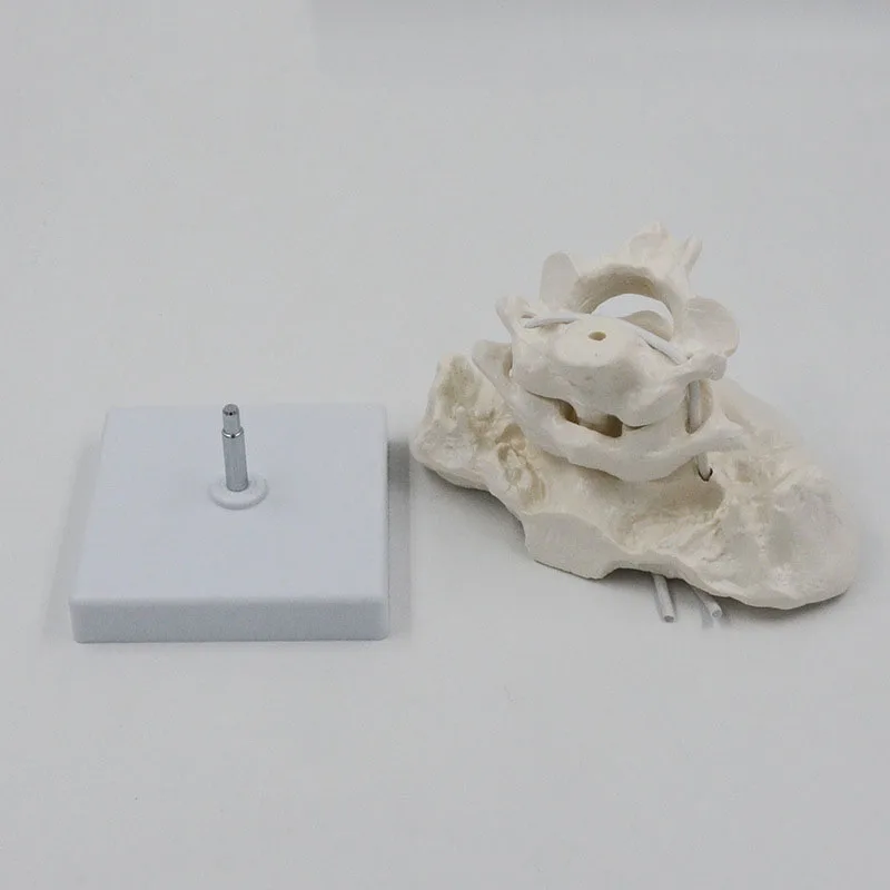 Detachable Human Occipital Bone Medical Anatomy Model With Atlas And Cardinal Vertebrae