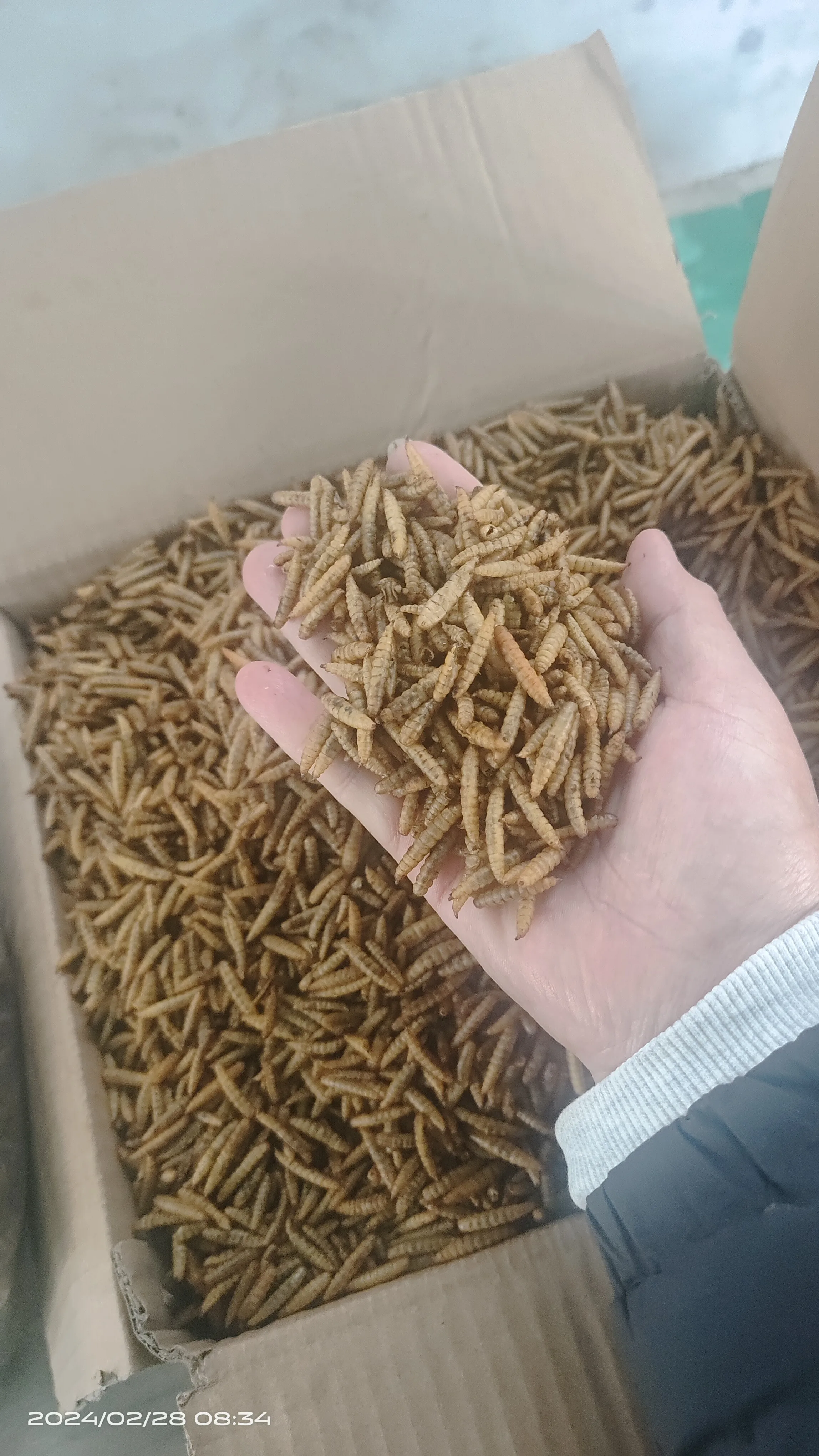Crown Dried Black Soldier Fly Flies Larvae for Bird Pet Food High Protein BSF Powder