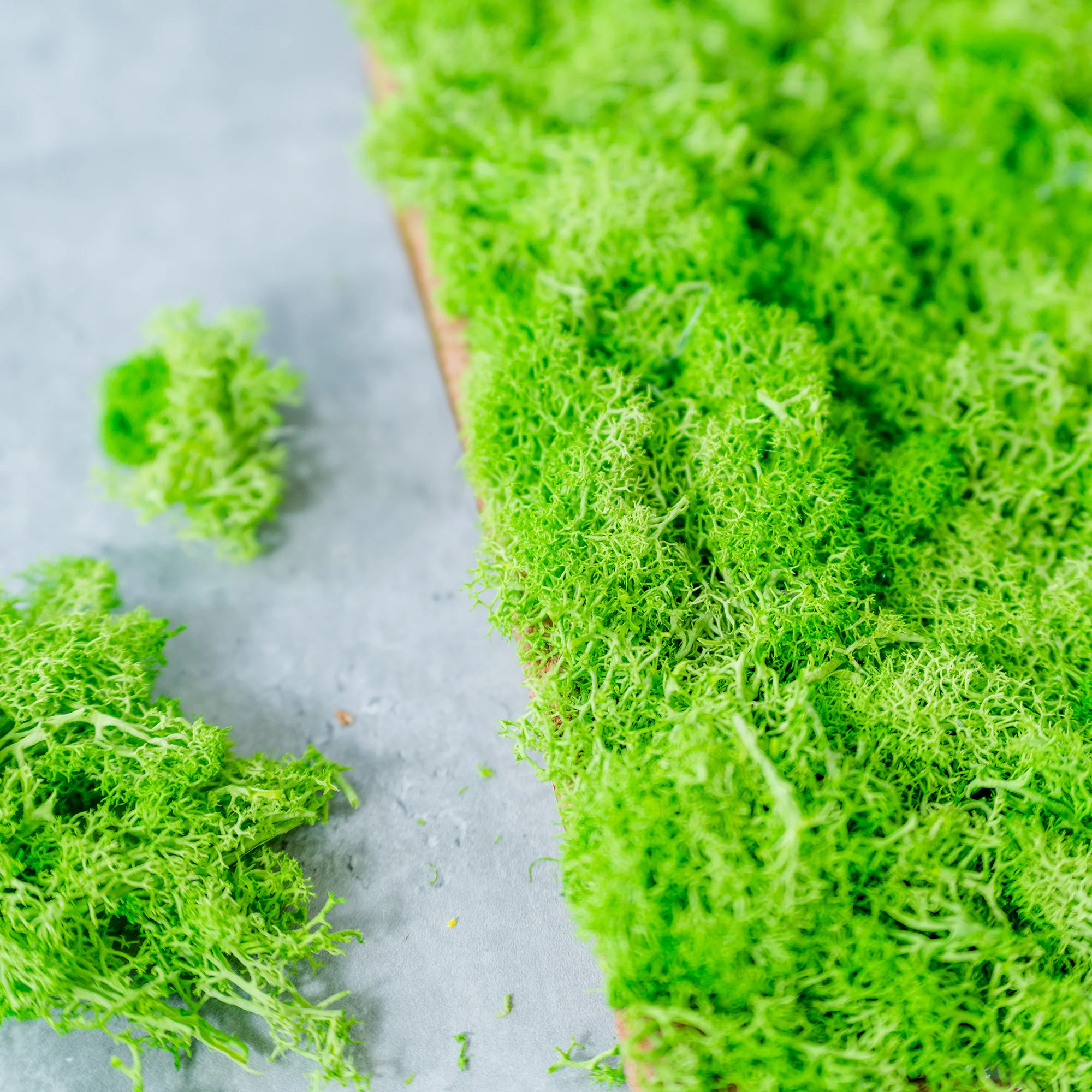 high quality Wall Art Moss Panel Decorations Tiles Architectural Factory Supply real Preserved flower Moss