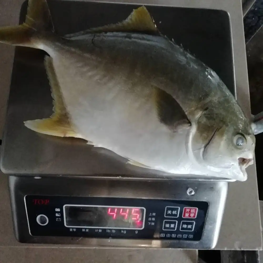 
seafood frozen gold pompano pomfret fish 
